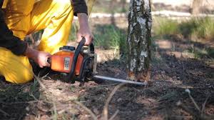Best Leaf Removal  in Glendale, MO
