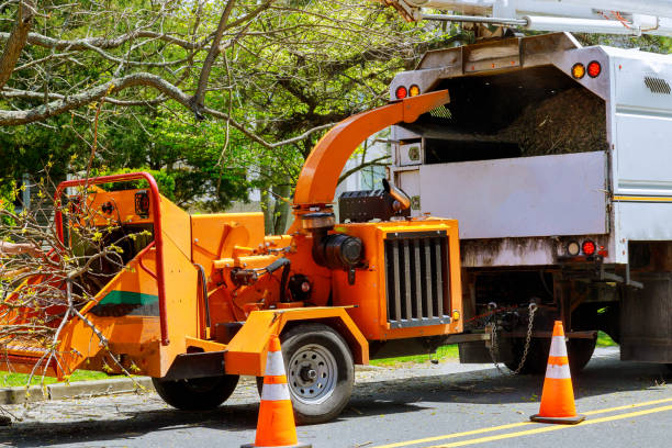 How Our Tree Care Process Works  in  Glendale, MO