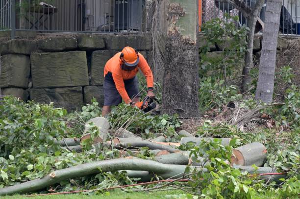 Best Commercial Tree Services  in Glendale, MO